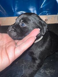 Cucciole labrador