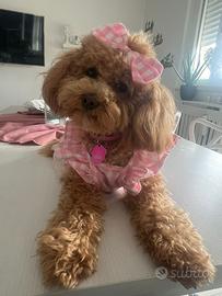 Vogliamo un fidanzatino per lei