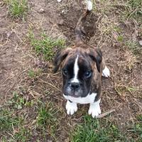 Cucciola Boxer con PEDIGREE ENCI