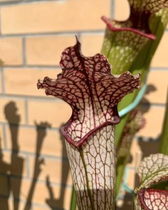 Sarracenia October Hope Pianta Carnivora