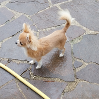 Tomy super chihuahua per accoppiamento