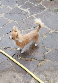 Tomy super chihuahua per accoppiamento