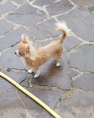 Tomy super chihuahua per accoppiamento