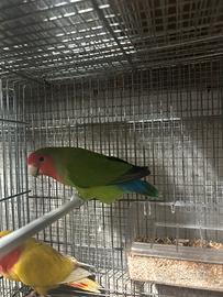 Coppia Inseparabile NT