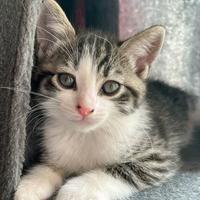 Incrocio Maine Coon 60 giorni