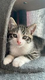 Incrocio Maine Coon 60 giorni