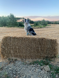 BORDER COLLIE conPedigree BLUE MERLE OCCHI AZZURRI