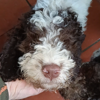Cucciolo lagotto