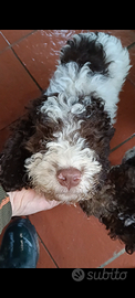 Cucciolo lagotto