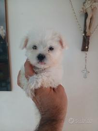 Maltese