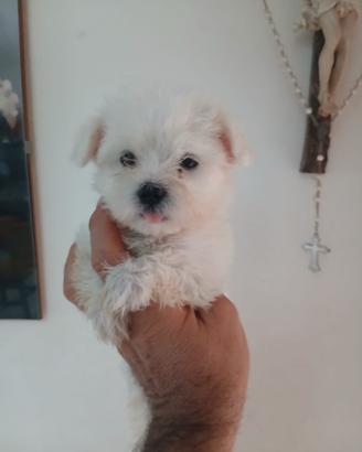 Maltese