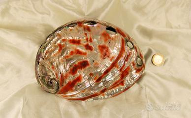 Conchiglia "Orecchio di Venere"