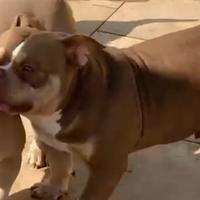 American Bully Pocket