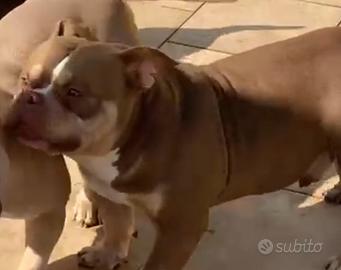 American Bully Pocket