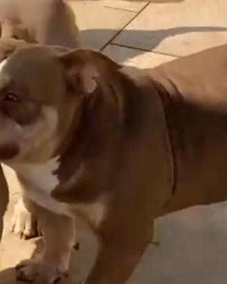 American Bully Pocket