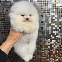 Spitz bi Pomerania tedesco nano,pedigree FCI-ENCI