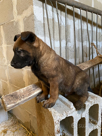 Ultimo cucciolo maschio pastore belga