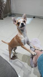 Chihuhua