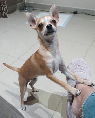 Chihuhua