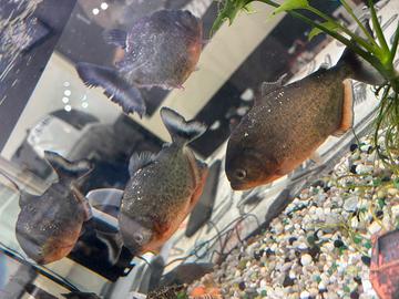 Piranha nattereri