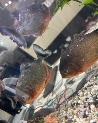 Piranha nattereri