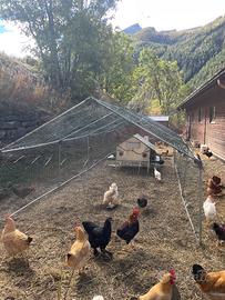 Pollaio 3x8m