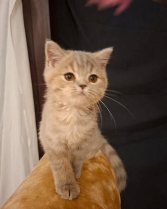 Cuccioli scottish straight- maschietto e femminu