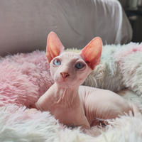 Cucciolo Canadian Sphynx