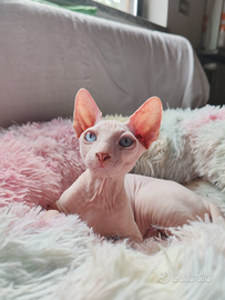 Cucciolo Canadian Sphynx