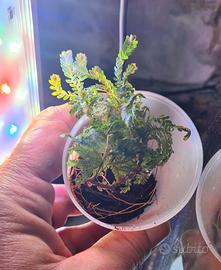 selaginella willdenowii pianta