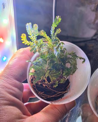 selaginella willdenowii pianta