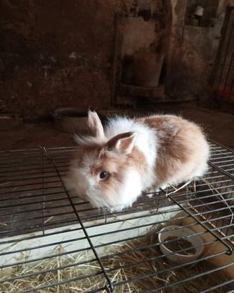 Conigli nani pelo lungo