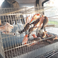 Disponibili canarini