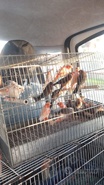 Disponibili canarini