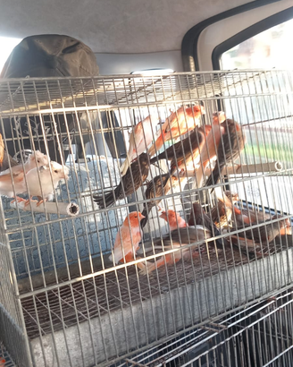 Disponibili canarini