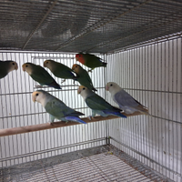 Pappagalli