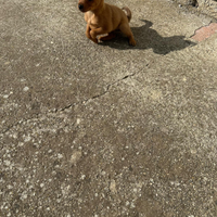 Pinscher più Jack Russel