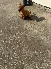 Pinscher più Jack Russel