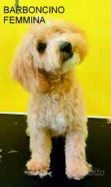 Maltipoo e barboncino