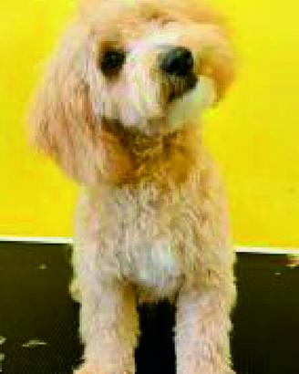 Maltipoo e barboncino