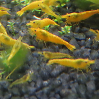 Neo Caridina Davidi yellow fire neon