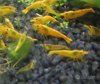 Neo Caridina Davidi yellow fire neon