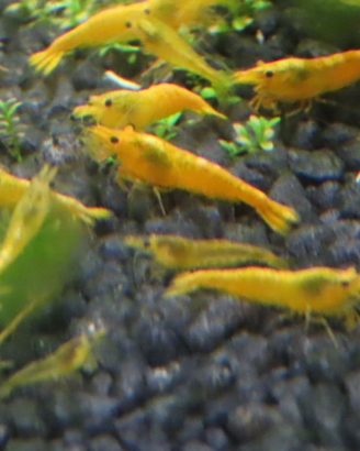 Neo Caridina Davidi yellow fire neon
