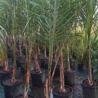 cocos vaso 35 h 250-300 cm