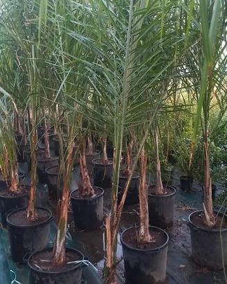 cocos vaso 35 h 250-300 cm