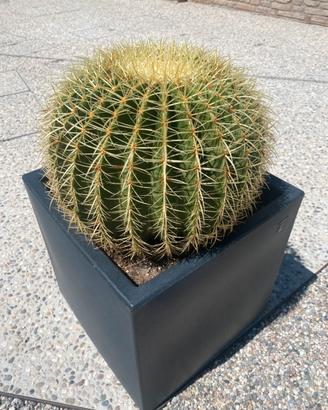 Coppia di piante grasse