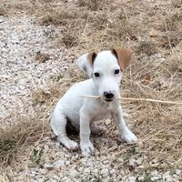 Cucciolo maschietto jack russel