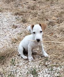 Cucciolo maschietto jack russel