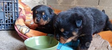 Cuccioli Rottweiler
