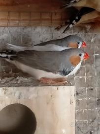 Bengalini